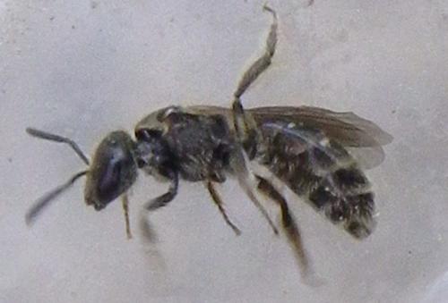 Lasioglossum sp.